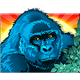Gorilla Gorilla